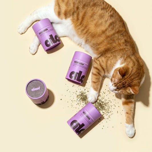 The Playful Cat Pack