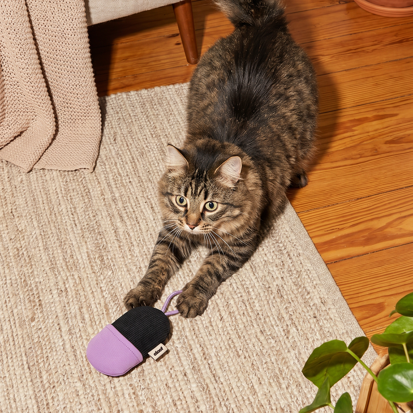 Cat Mom on the Go